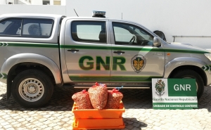 Apreensão de bivalves em Olhão