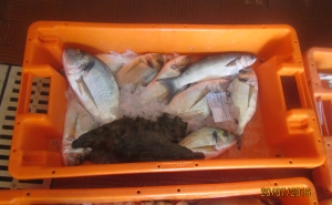 Polícia Marítima de Tavira apreende cerca de 40Kg de pescado​​