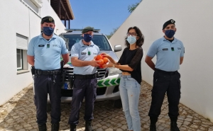 Bens alimentares apreendidos pela GNR de Loulé doados a instituições de solidariedade social