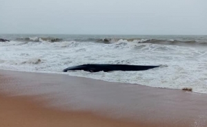 Baleia deu à costa na praia de Quarteira