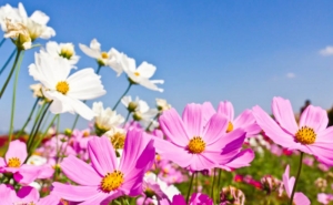 Primavera começa sábado com bom tempo e temperaturas a variar até aos 20 graus