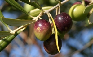 REDUÇÃO DE 20% NA PRODUÇÃO DE AZEITONA