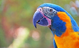 45.000€ PARA A PROTEÇÃO DE ESPÉCIES AMEAÇADAS