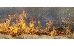 Maioria dos incêndios deste ano no Algarve ocorreram em terrenos agrícolas - Proteção Civil