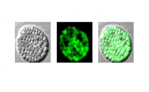 Investigadores do CCMAR descobrem nova microalga para  produção de biodiesel