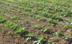 A Algar e o BACF Algarve fazem balanço positivo sobre um ano e meio do projeto - “HORTA SOLIDÁRIA” 