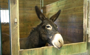 Iniciativa “Burroteca – Uma Biblioteca Improvável” marca sétimo aniversário da Biblioteca Municipal de Silves