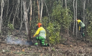 Sapadores florestais recebem formação 