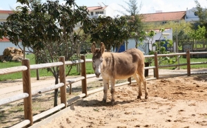«Histórias na Quinta» mostra às crianças como vivem os animais 