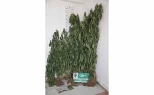 Detenção por tráfico de estupefaciente em Portimão 