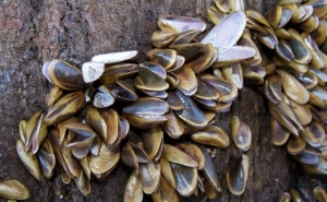 Mexilhão produzido frente a Olhão vai ter rótulo de sustentabilidade ambiental