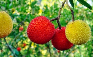 Medronho volta a ser mote para peça de teatro a decorrer na serra de Monchique