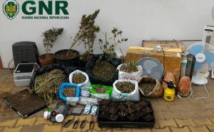 GNR apreende 9,4 quilos de cannabis e 20 plantas desta droga no Algarve 