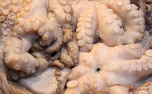 CCMAR promove encontro para discutir a pesca do polvo