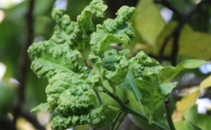 Seminário «As maiores ameaças fitossanitárias aos citrinos» 