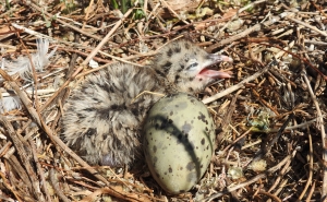 Maior colónia do mundo da gaivota-de-audouin vive na Ria Formosa e está a crescer