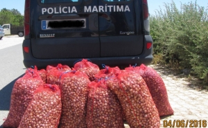 Polícia Marítima apreende cerca de 260 Kg de bivalves na Ria Formosa