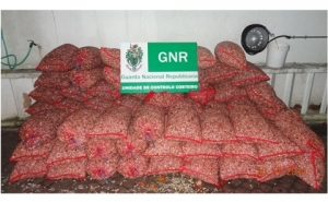 Dupla Apreensão de bivalves em Olhão