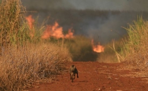 RECOLHA DE ANIMAIS  -  INCÊNDIO MONCHIQUE