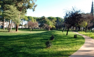 PODA DE ÁRVORES NO PARQUE MUNICIPAL DE LOULÉ