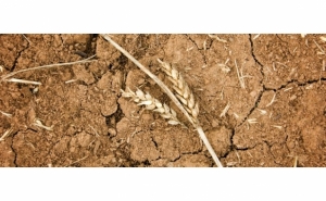 Seca: Autarcas algarvios vão a Espanha conhecer soluções para resolver a falta de água