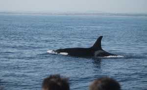 Avistamento de orcas ao largo da costa em albufeira (c/Video)