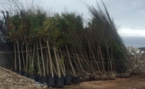 CÂMARA DE FARO PLANTA MAIS DE 400 NOVAS ÁRVORES 