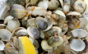 Festival do Berbigão celebra 15 anos com mil e uma iguarias
