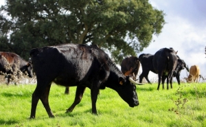 Ministério da Agricultura já começou a pagar às OPP