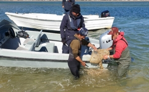 Polícia Marítima apreende meia tonelada de berbigão imaturo na Ria Formosa