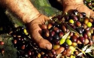 Campanha de comercialização de azeitona de mesa arranca no Algarve a 1€/kg