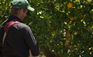Contratação de jovens pode ajudar setor com falta de mão-de-obra - citricultores algarvios