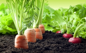 Governo apresenta estratégia para a Agricultura Biológica