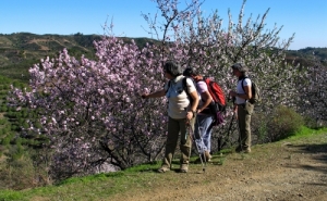 «Caminho da Amendoeira» já tem manto branco e rosa