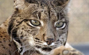 Casal de linces ibéricos será libertado em Mértola na próxima semana 