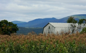 Prédios rústicos vão ser alvo de nova avaliação fiscal a partir deste ano