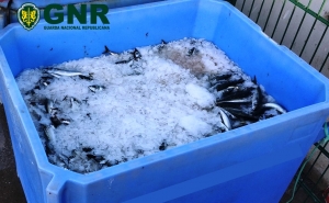 Apreendidos 287 quilos de pescado por fuga à lota em Quarteira