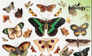 Comemorações International Ecology Day 2023