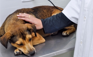 92 animais intervencionados em Campanha de Castração em Lagos