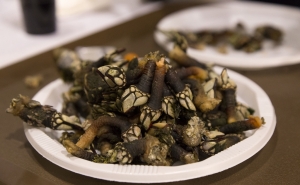 Vila do Bispo foi Capital do Perceve