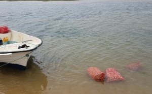 Polícia Marítima apreende meia tonelada de berbigão na Ria Formosa