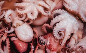 Pesca de polvo no Algarve vai ser interdita de 15 de setembro a 14 de outubro