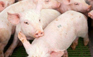 Dispensa de pagamento de 50% da segurança social para produtores de suínos e de bovinos de leite publicada