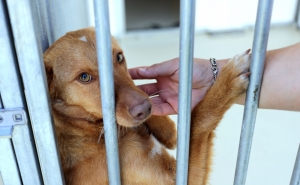 Governo vai atribuir este ano 10 ME para investimentos em bem-estar dos animais de companhia