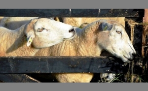 Declaração obrigatória de existências de ovinos e caprinos tem de ser feita em Janeiro