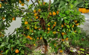 Mau tempo no Algarve afetou citrinos e agropecuária