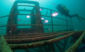 Exposição «Um Mergulho no Parque Subaquático de Portimão – Ocean Revival» inaugura no Museu de Portimão