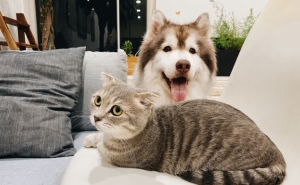 OE2020: donos de animais de estimação têm de pagar duas taxas