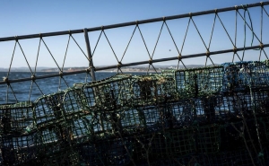 Falta de isco prejudica pescadores de polvo e há barcos em terra