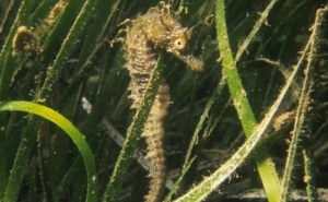 Após décadas de intenso declínio, as pradarias de ervas marinhas europeias mostram sinais de recuperação e menores taxas de perda 